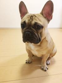 フレンチブルドック