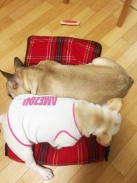 フレンチブルドック