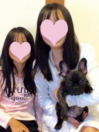 フレンチブルドック