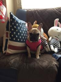 フレンチブルドック