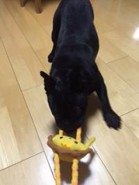 フレンチブルドック