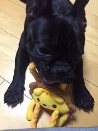 フレンチブルドック