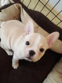 フレンチブルドック