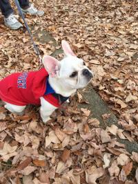 フレンチブルドック