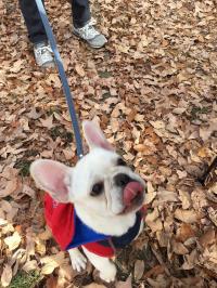 フレンチブルドック