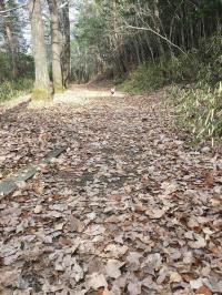 フレンチブルドック