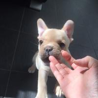 フレンチブルドック