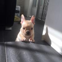 フレンチブルドック