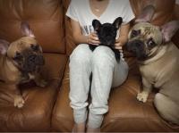 フレンチブルドック