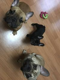 フレンチブルドック