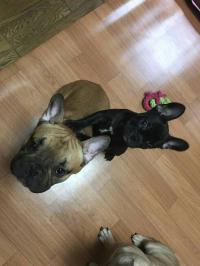 フレンチブルドック