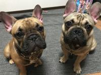 フレンチブルドック