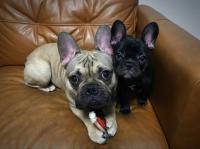 フレンチブルドック