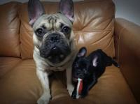 フレンチブルドック