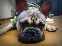 フレンチブルドック