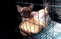 フレンチブルドック