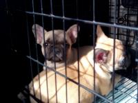 フレンチブルドック