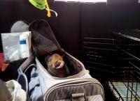 フレンチブルドック