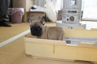 フレンチブルドック