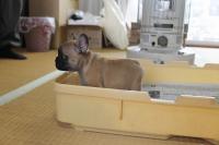 フレンチブルドック