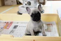 フレンチブルドック