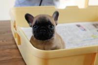 フレンチブルドック