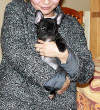 フレンチブルドック