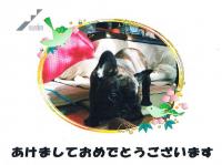 フレンチブルドック