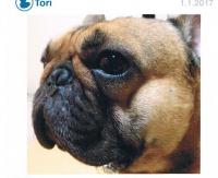 フレンチブルドック