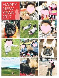 フレンチブルドック