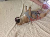 フレンチブルドック