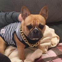 フレンチブルドック