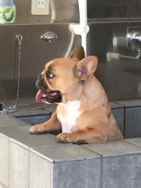 フレンチブルドック