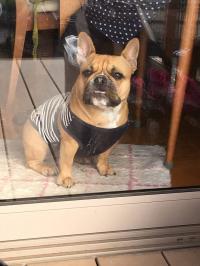 フレンチブルドック