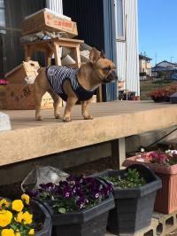 フレンチブルドック