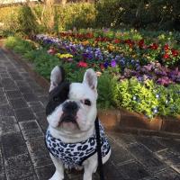 フレンチブルドック