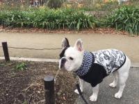 フレンチブルドック