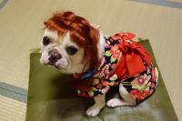 フレンチブルドック