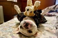 フレンチブルドック