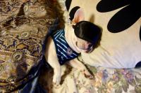 フレンチブルドック