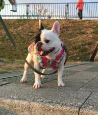 フレンチブルドック