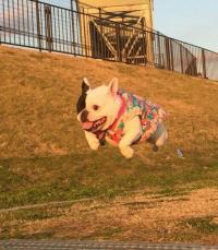 フレンチブルドック