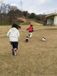 フレンチブルドック