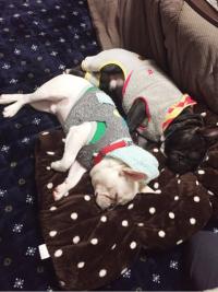 フレンチブルドック