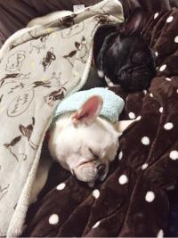 フレンチブルドック