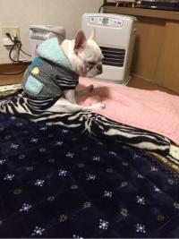 フレンチブルドック