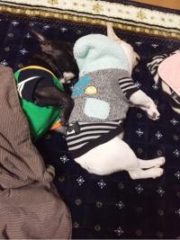 フレンチブルドック