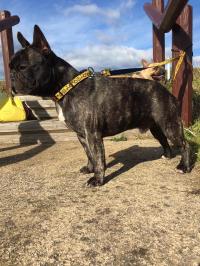 フレンチブルドック