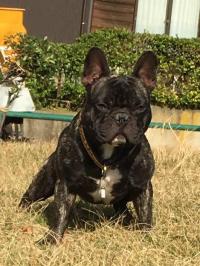 フレンチブルドック