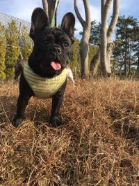 フレンチブルドック